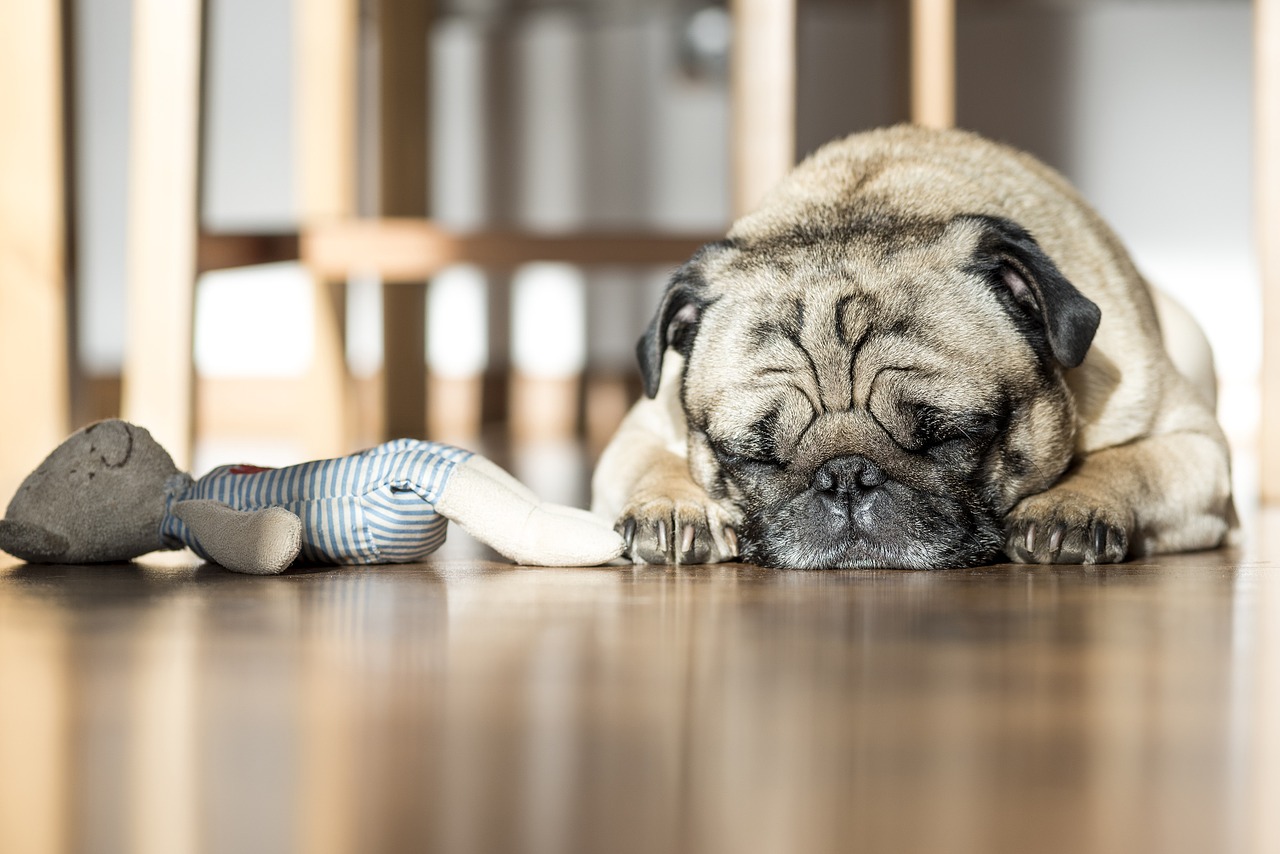 chien qui dort